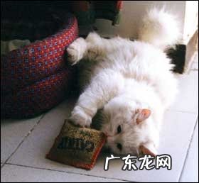 猫咪对矿物质的需求简介