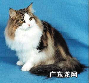 挪威森林猫的毛发该怎样护理