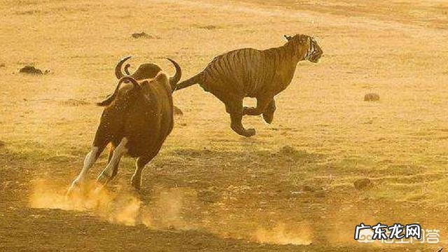 最大的牛有多大主要在哪里生存