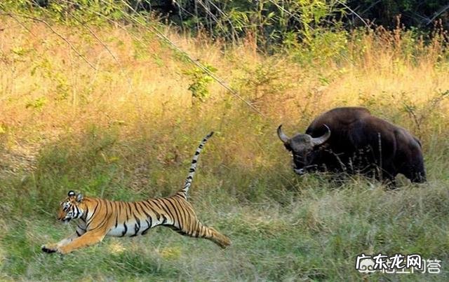 最大的牛有多大主要在哪里生存