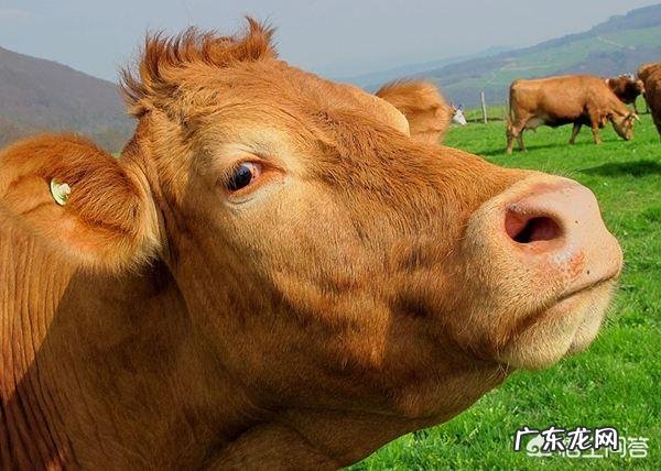 最大的牛有多大主要在哪里生存