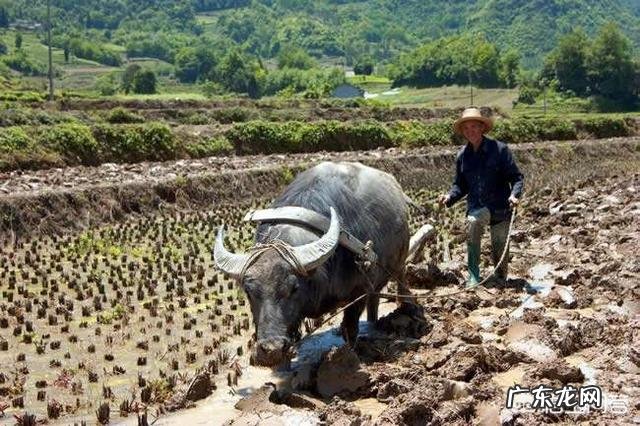 最大的牛有多大主要在哪里生存
