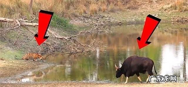 最大的牛有多大主要在哪里生存