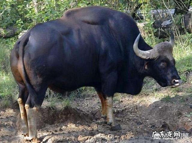 最大的牛有多大主要在哪里生存