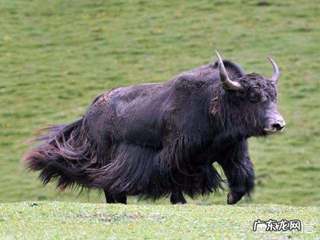 最大的牛有多大主要在哪里生存