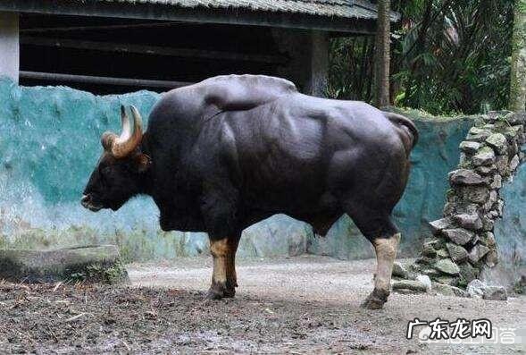 最大的牛有多大主要在哪里生存
