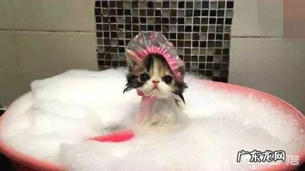 很多猫都会经历闭尿,铲屎官如何提早发现和预防恶化?