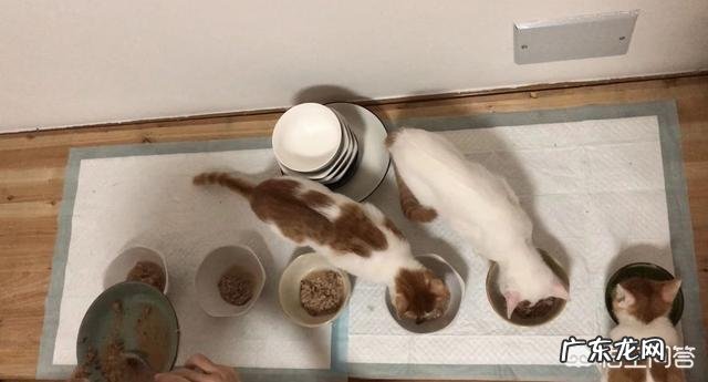 很多猫都会经历闭尿,铲屎官如何提早发现和预防恶化?