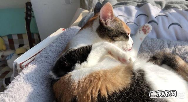 很多猫都会经历闭尿,铲屎官如何提早发现和预防恶化?