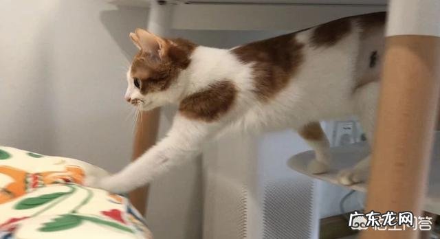 很多猫都会经历闭尿,铲屎官如何提早发现和预防恶化?