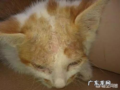很多猫都会经历闭尿,铲屎官如何提早发现和预防恶化?