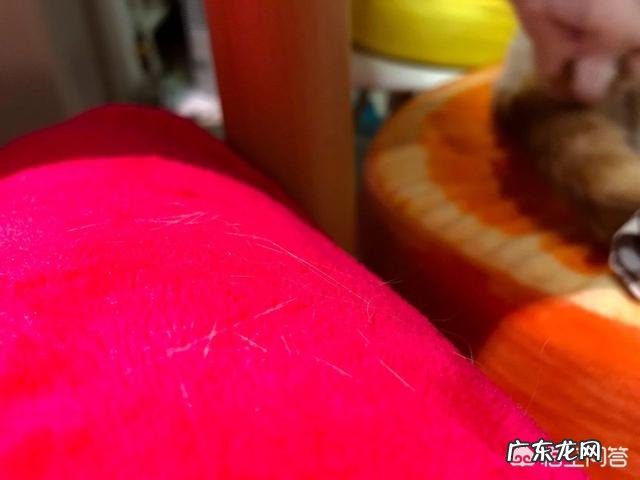 很多猫都会经历闭尿,铲屎官如何提早发现和预防恶化?