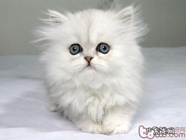 日常日子怎么养殖改进猫咪毛质