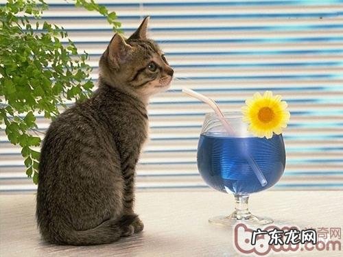 添加猫咪饮水量的办法