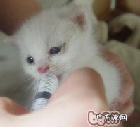 能不能给猫喝牛奶