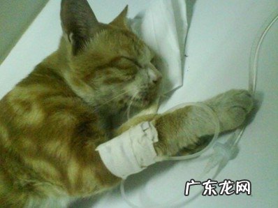 面临猫老龄化需防备的疾病