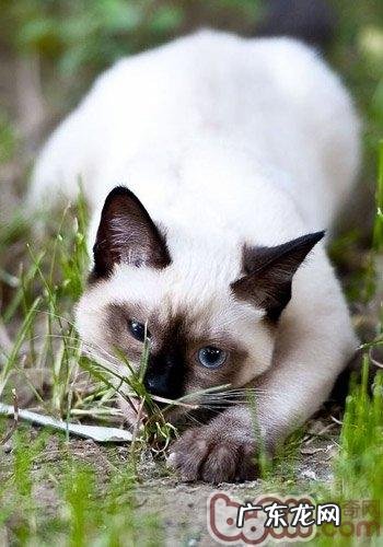 怎么正确为猫狗进行干洗