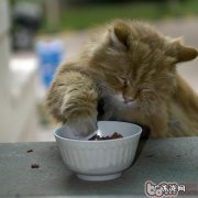 为猫咪选择食具的办法