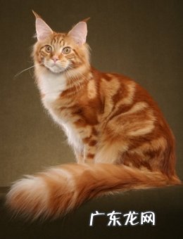 关于缅因猫的材料介绍