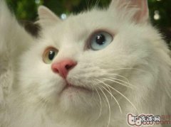 猫胡子为什么总是会断