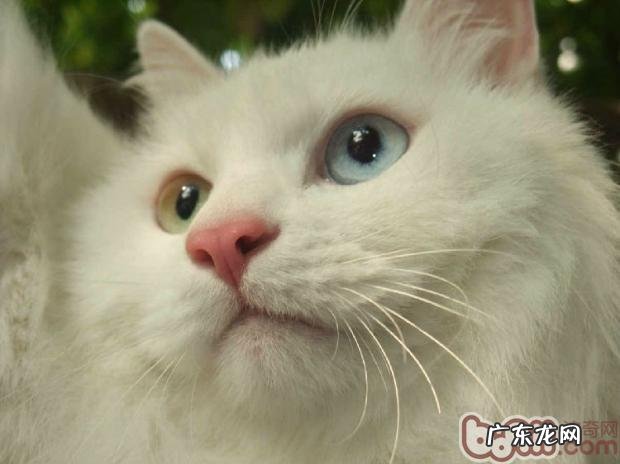 猫胡子为什么总是会断