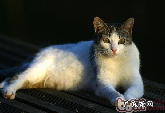 四种不同体型猫咪介绍