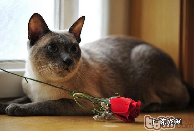 猫咪为什么会喜爱晒太阳