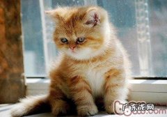 异国短毛猫是怎样评分的