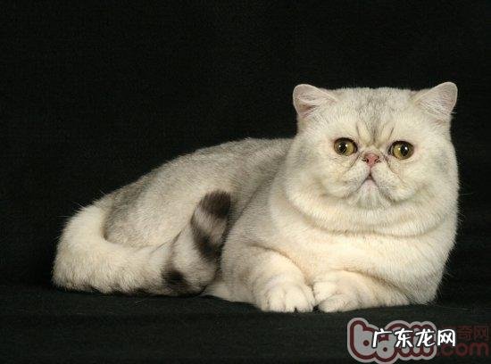 介绍5种最友善的猫咪