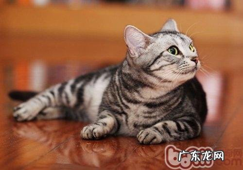 介绍5种最友善的猫咪