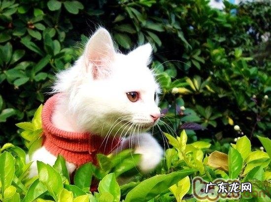 介绍5种最友善的猫咪