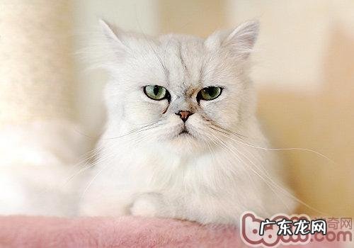 介绍5种最友善的猫咪