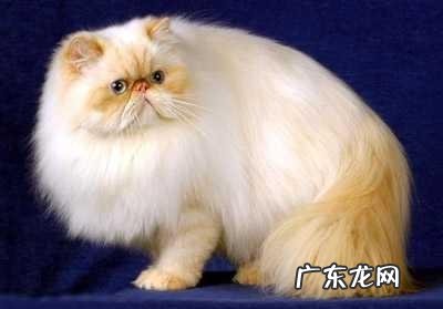 介绍5种最友善的猫咪