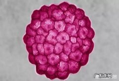 HPV是什么？和宫颈癌有什么关系？