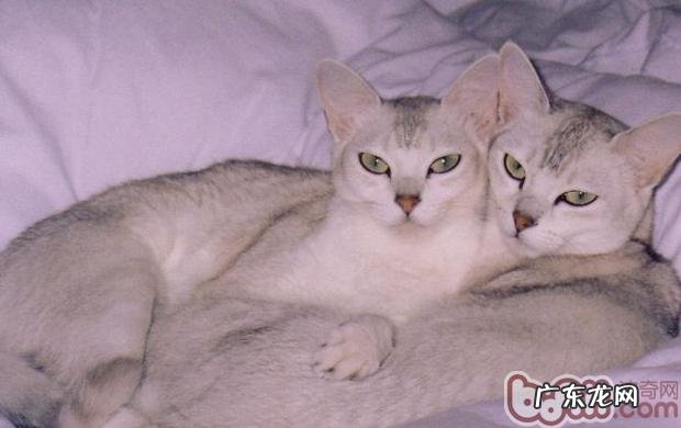 波米拉猫—美丽交心的公主