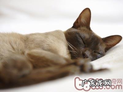 缅甸猫的种类介绍