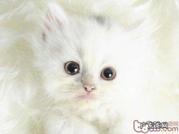 了解你的爱猫,怎么尊重猫咪