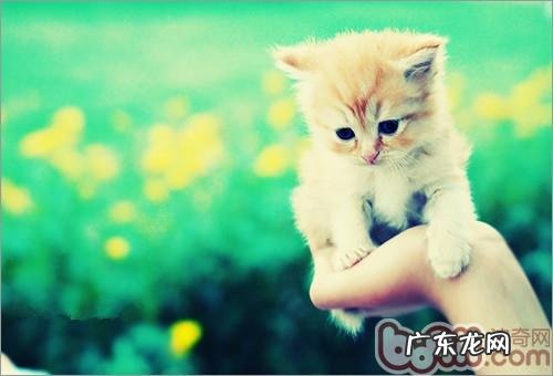 合格猫奴必学:如何为爱猫做按摩