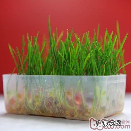 猫草和猫薄荷有什么区别