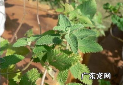 猫草和猫薄荷有什么区别