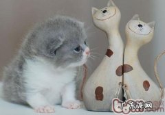 怎么做到科学喂食你的爱猫