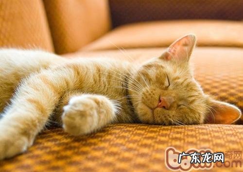猫一天中要睡多久时刻呢