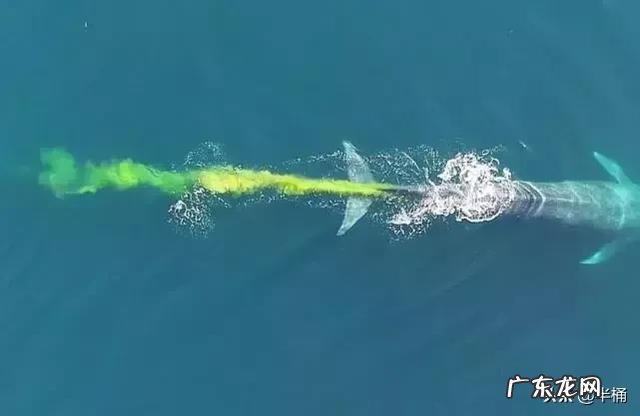 深海可能存在比蓝鲸还大的生物吗
