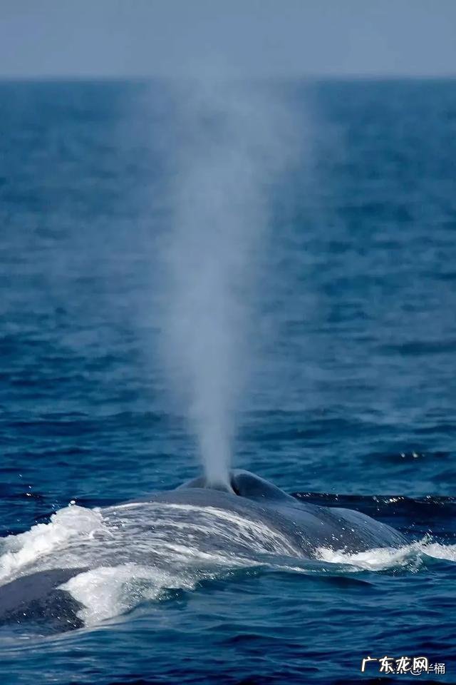 深海可能存在比蓝鲸还大的生物吗