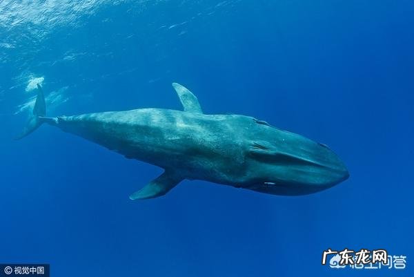 深海可能存在比蓝鲸还大的生物吗