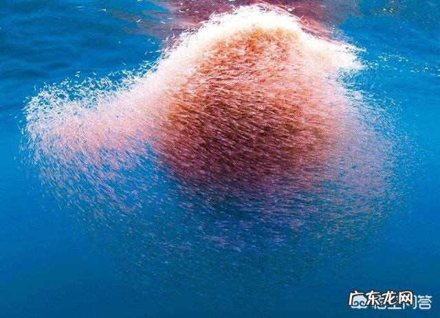 深海可能存在比蓝鲸还大的生物吗