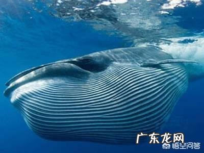 深海可能存在比蓝鲸还大的生物吗