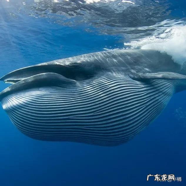 深海可能存在比蓝鲸还大的生物吗
