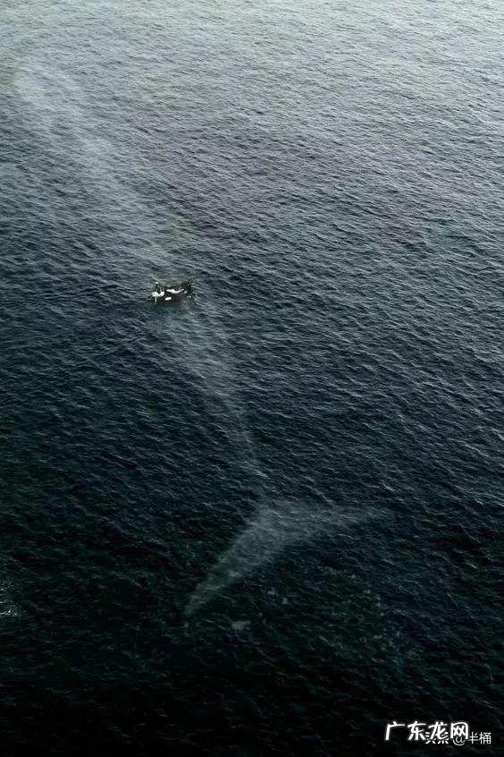 深海可能存在比蓝鲸还大的生物吗