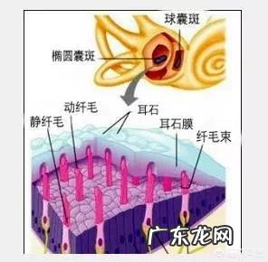 耳石症zhi愈后会复发吗？有什么依据？